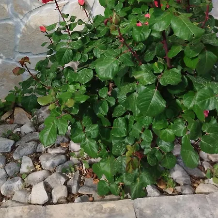 Antonio - Apartment Trogir