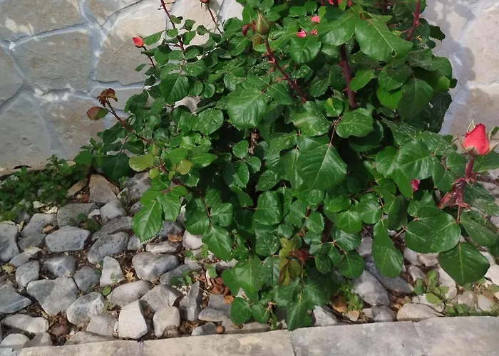 Antonio - Apartment Trogir